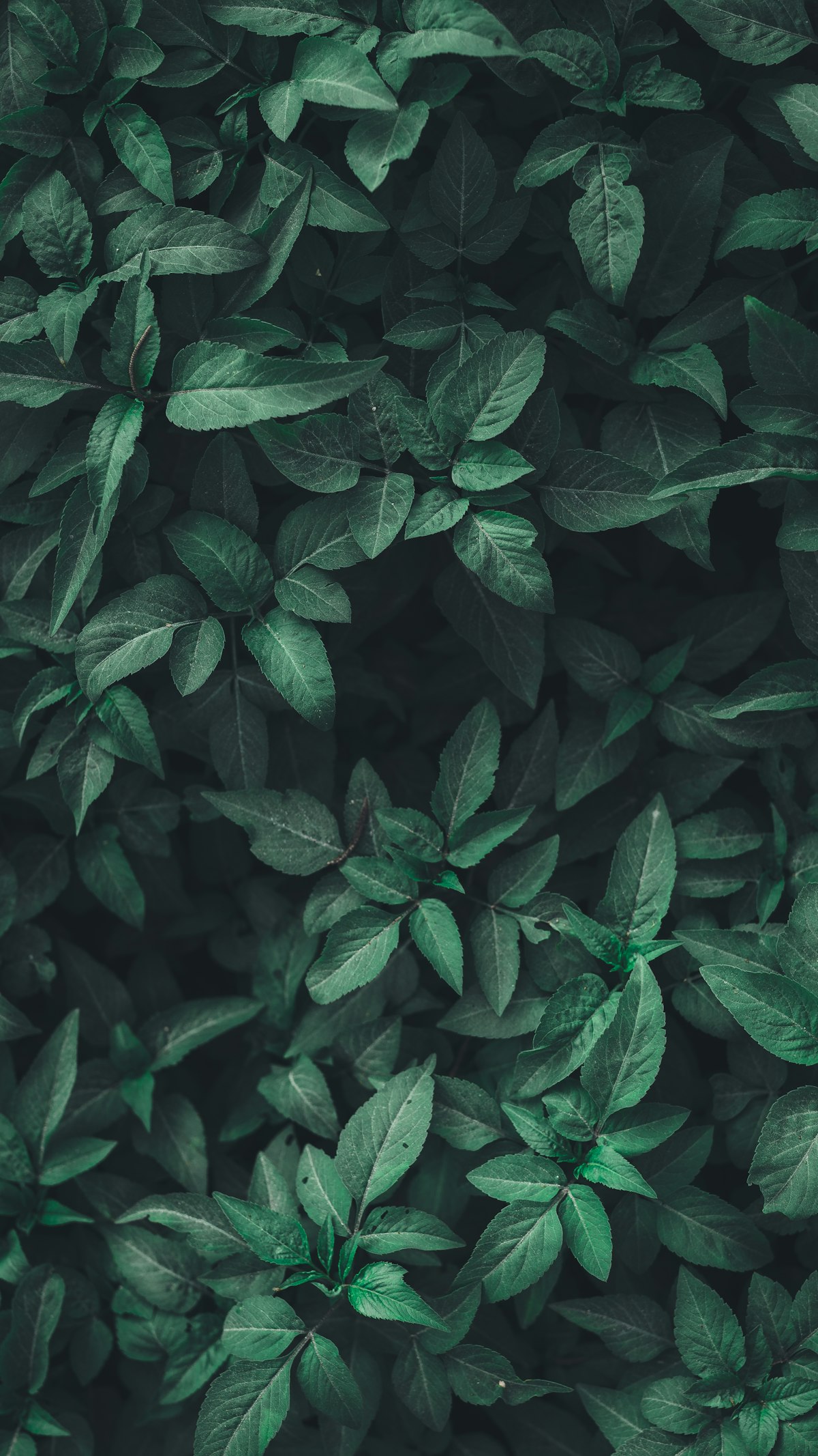 Sustainable Bio Materials